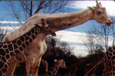 Bill the Giraffe, Denver Zoo