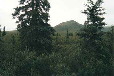 Denali National Park