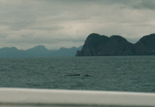two whales