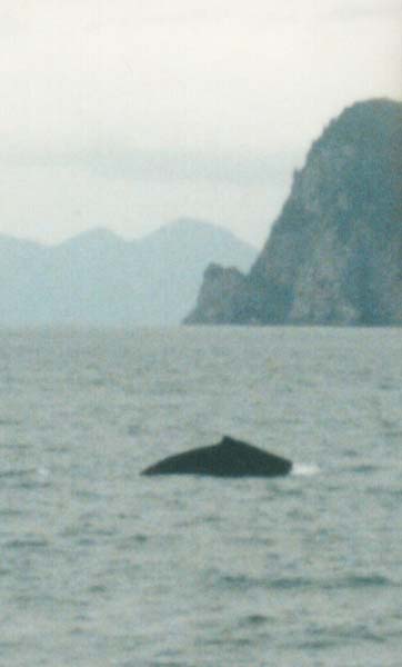 whale back