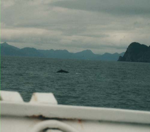 whale back