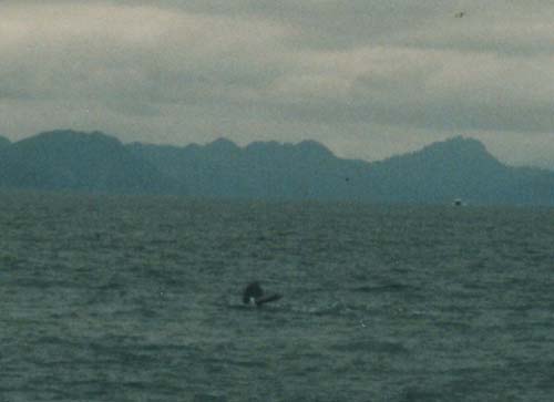 whale tail