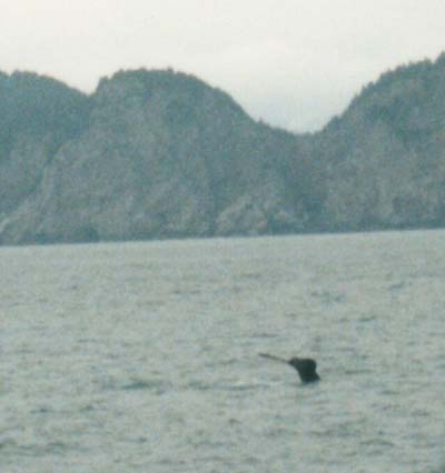 whale tail