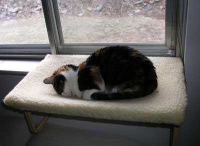 Phoebe's face plant