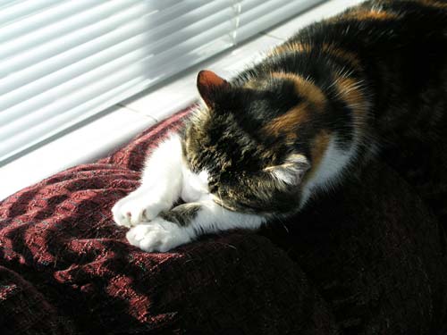 Super Happy Lucky Sun Spot