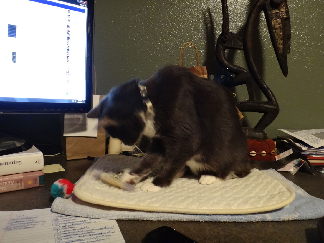 Cirrus and the purr pad