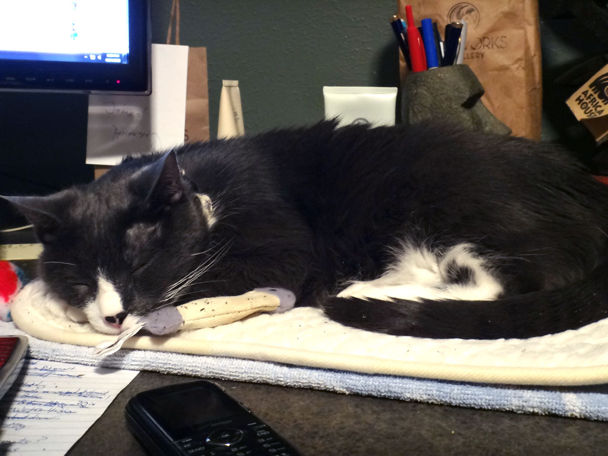 Cirrus and the purr pad