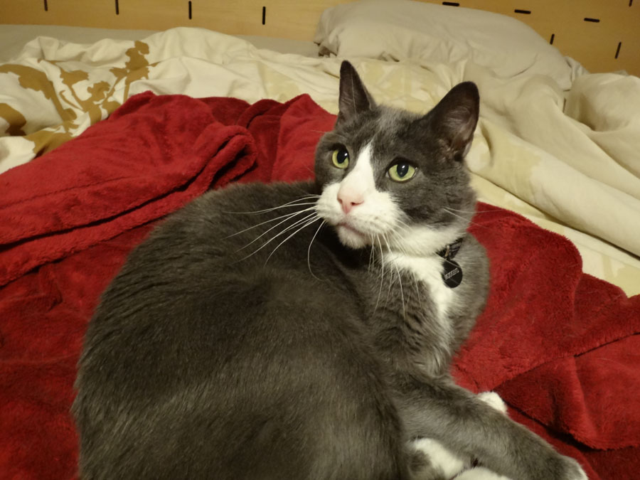 Muggins Sanders, the cat model