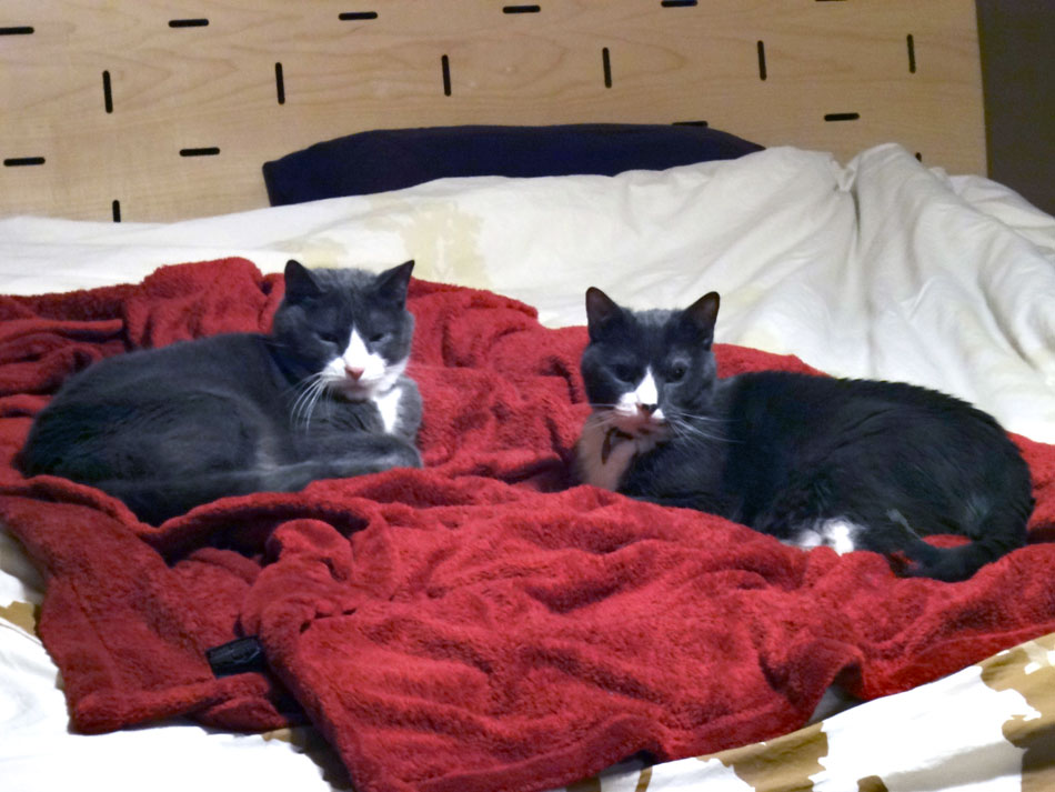 Muggins and Cirrus