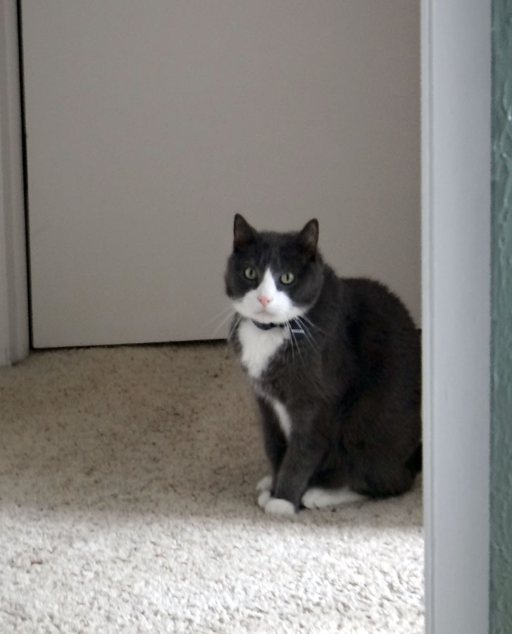 Muggins on guard duty
