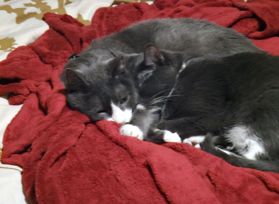 Muggins and Cirrus