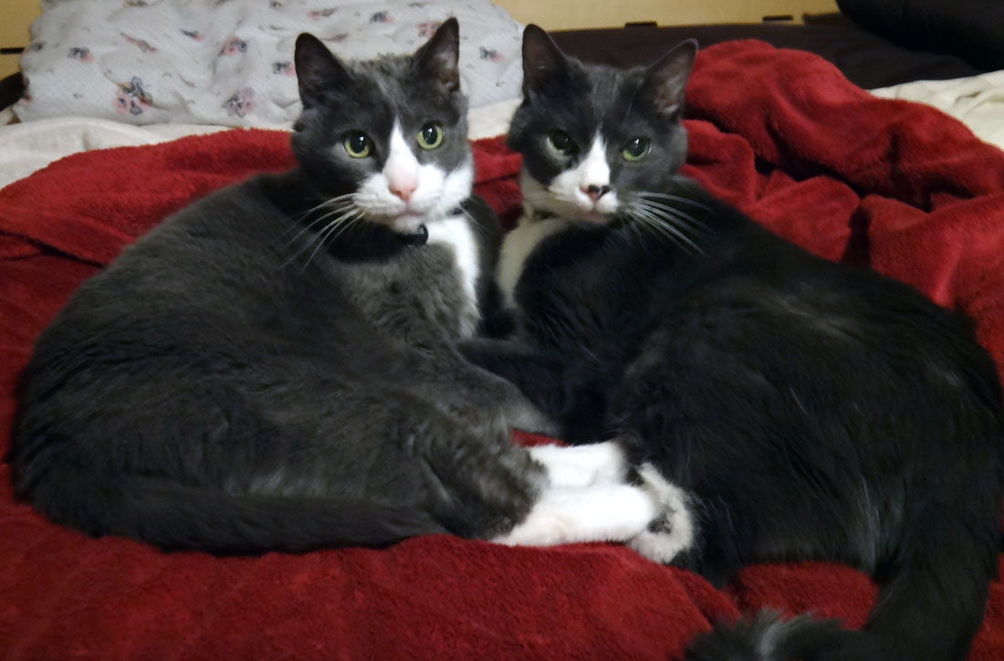 Muggins and Cirrus